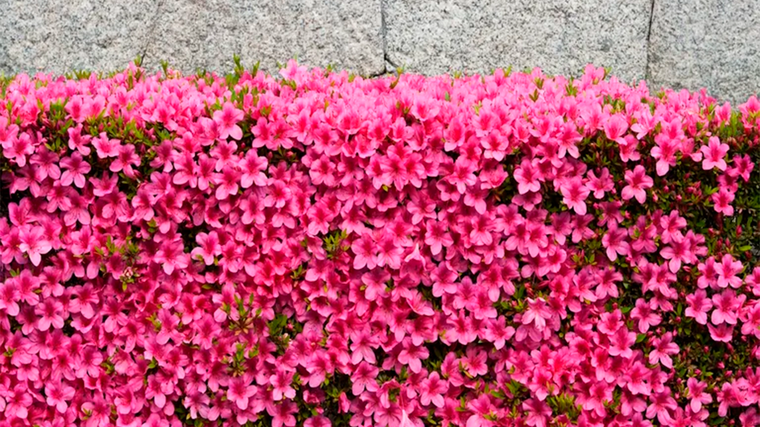 Siempre que se poden inmediatamente después de la floración, las azaleas japonesas constituyen un impresionante seto de jardín. Foto: homesandgardens.com