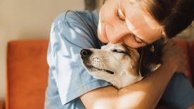 Acaricia a tu mascota.