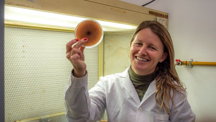 Andrea Astoreca lidera investigaciones para reemplazar químicos por bacterias y levaduras que limiten el avance del hongo. Andrea Astoreca lidera investigaciones para reemplazar químicos por bacterias y levaduras que limiten el avance del hongo.