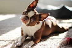MASCOTA Las heces de los perros pueden revelar mucho sobre la salud de los perros Foto: SHUTTERSTOCK