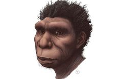 Ilustración del Homo bodoensis. Foto: ETTORE MAZZA
