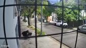 San Isidro: denuncian que un hombre robó más de 300 gatos y los abandonó en un baldío San Isidro: denuncian que un hombre robó más de 300 gatos y los abandonó en un baldío