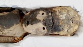 El ADN recuperado de una momia chilena permitió reconstruir un episodio ocurrido hace unos 500 años. El ADN recuperado de una momia chilena permitió reconstruir un episodio ocurrido hace unos 500 años.