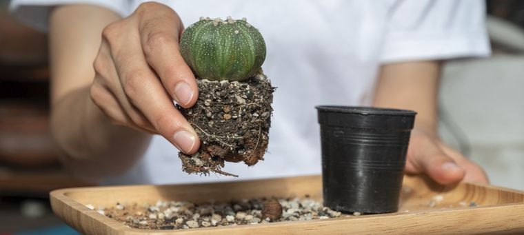 Abono orgánico ideal para suculentas y cactus Foto: Shutterstock