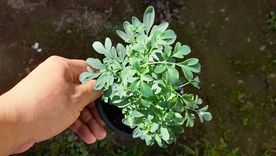 Las hojas de ruda se hierven para aromatizar ambientes y realizar limpiezas simbólicas del hogar. Foto: Shutterstck Las hojas de ruda se hierven para aromatizar ambientes y realizar limpiezas simbólicas del hogar. Foto: Shutterstck