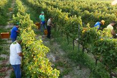 Una decisión de COVIAR acorde a los tiempos.