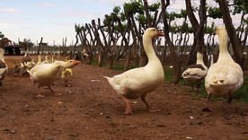 El secreto sustentable detrás de los vinos de Kaiken El secreto sustentable detrás de los vinos de Kaiken