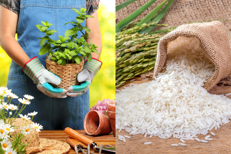 El arroz tiene propiedades que son fundamentales para las plantas Foto: SHUTERSTOCK