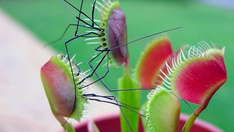 Al momento de capturar a una presa viva, la hoja de la planta carnívora Dionaea muscipula (también conocida como venus atrapamoscas) permanece cerrada entre 7 y 10 días para así  digerir el insecto atrapado. Foto: plantacarnivora.cl