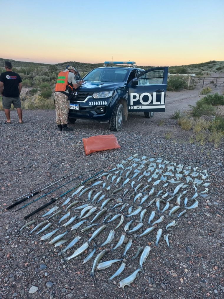 Ejemplares de pejerrey hallados por la Policía Foto: Ministerio de Seguridad de Mendoza