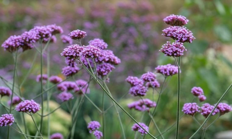 La verbena es la planta ideal para atraer mariposas y vida al jardín. La verbena es la planta ideal para atraer mariposas y vida al jardín.