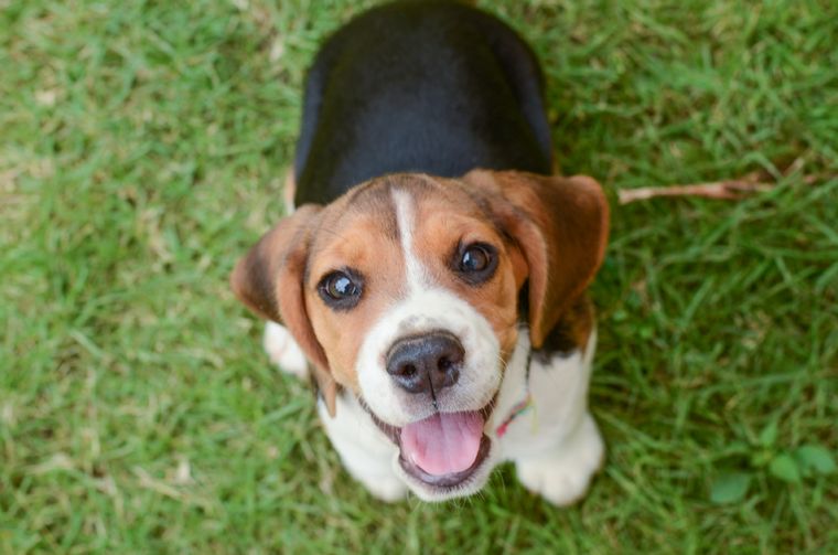 Esto es lo que debes hacer para evitar que tu perro contraiga enfermedades Foto: Shutterstock