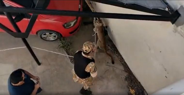 Cámaras de seguridad captaron el episodio