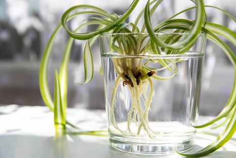 JARDÍN HAY PLANTAS QUE SE DESARROLLAN MEJOR EN EL AGUA Foto: SHUTTERSTOCK JARDÍN HAY PLANTAS QUE SE DESARROLLAN MEJOR EN EL AGUA Foto: SHUTTERSTOCK