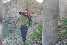 Uno de los que atacó a las vacas. Foto: NA Uno de los que atacó a las vacas. Foto: NA