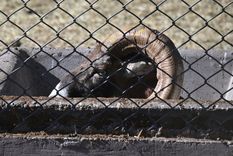 El Ecoparque abrirá sus puertas antes del segundo semestre a un publico cautivo: serán estudiantes de escuelas. El Ecoparque abrirá sus puertas antes del segundo semestre a un publico cautivo: serán estudiantes de escuelas.