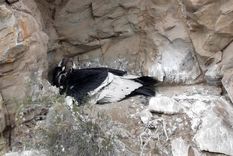 CÓNDOR ANDINO Esta especie es una de las más imponentes de Los Andes Foto: Prensa Gobierno de Mendoza