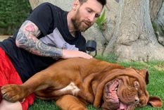 Hulk, el perro gigante de Leo Messi, tiene una vida llena de lujos El Dogo de Burdeos llegó a la familia en el año 2016. Foto: @leomessi