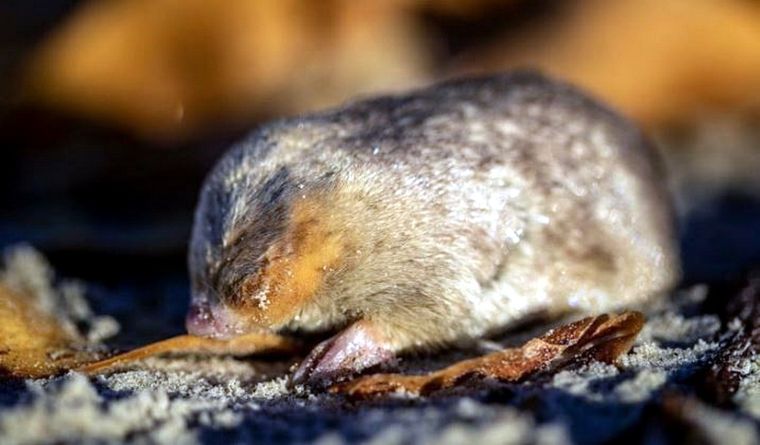 El topo dorado de Winton ha vuelto a ser reconocido tras 87 años. Foto: Dpa.