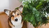 Mascotas Plantas que pueden ser tóxicas para ellos Foto: Shutterstock Mascotas Plantas que pueden ser tóxicas para ellos Foto: Shutterstock