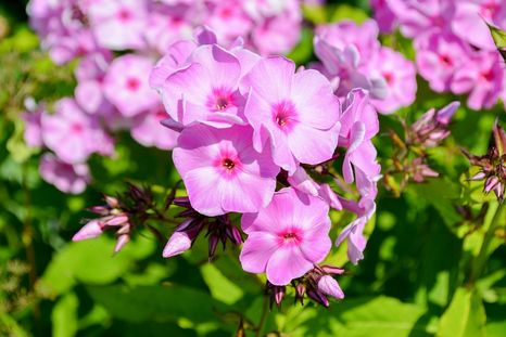 Todas estas especies permiten mantener el jardín con color todo el año. Foto: Pixabay Todas estas especies permiten mantener el jardín con color todo el año. Foto: Pixabay