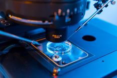 La nueva Inteligencia artificial que ayudaría a evaluar la calidad de los óvulos Foto: Shutterstock