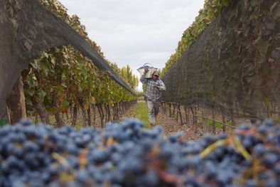 MDZol | Gracias a que las uvas maduraron suavemente los vinos serán notables. Foto: Pachy Reynoso/MDZ