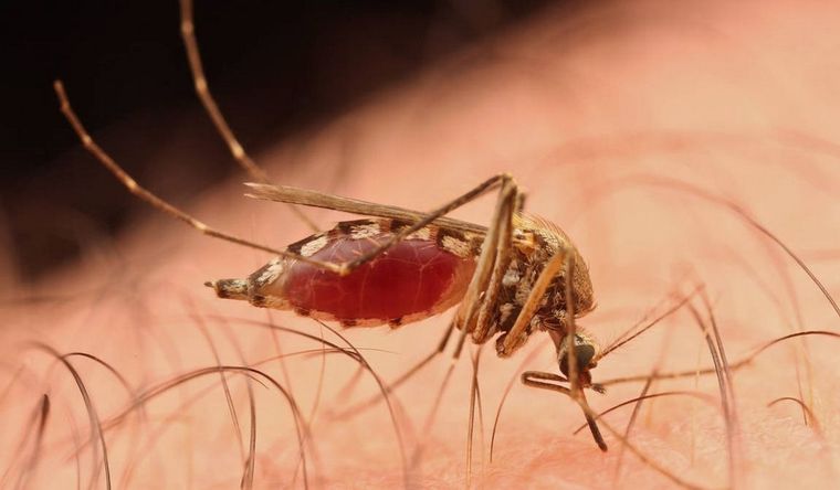 mosquitos El mosquito, una condena habitual para los seres humanos. Foto: Efe.