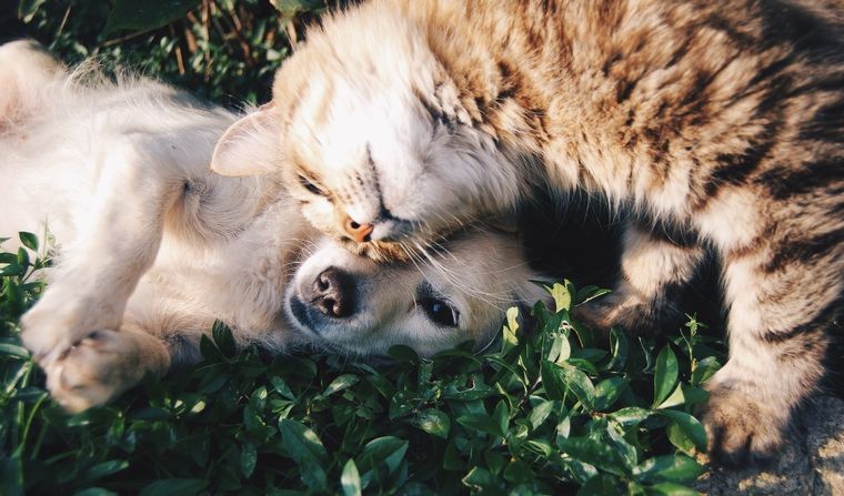 Mascotas Consejos para que gatos y perros tengan una convivencia armoniosa Foto: Pexels