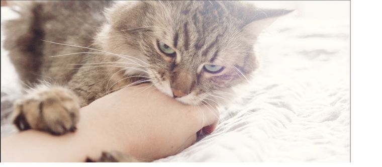 Para demostrar cariño o para demostrarte sus límites, estas son las razones de que tu gato te muerda Foto: Shutterstock