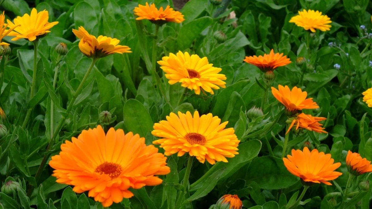 Junio parece un mal mes para el jardín, pero estas flores agradecen ser plantadas ahora