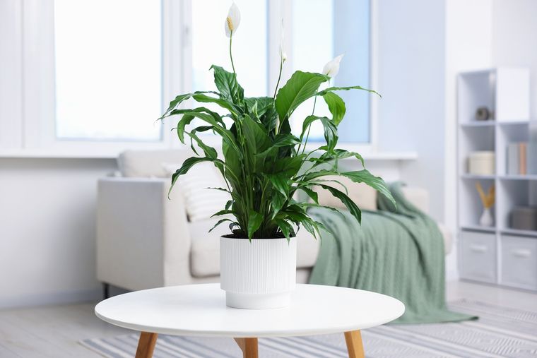 Una de las preferidas de interior. Fuente: Shutterstock. Una de las preferidas de interior. Fuente: Shutterstock.