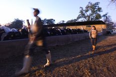 dylan, el nino que aprende el oficio de ser tambero