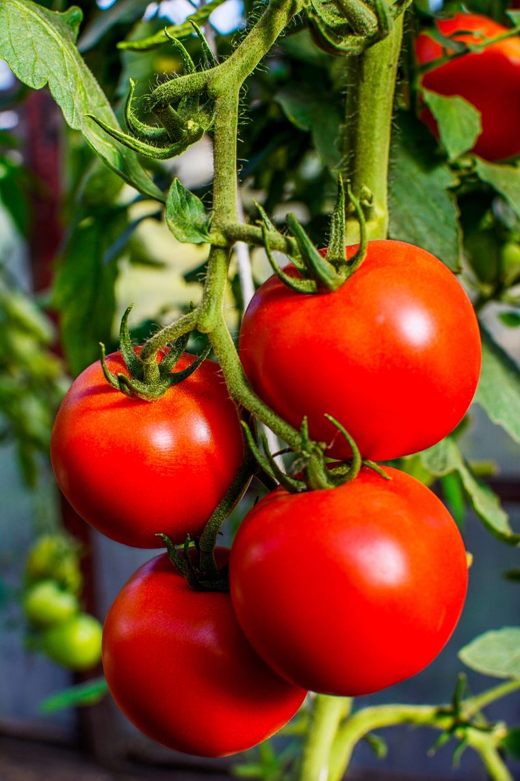 Manten a salvo tu planta de tomate con este efectivo pesticida casero. Foto: Shutterstock