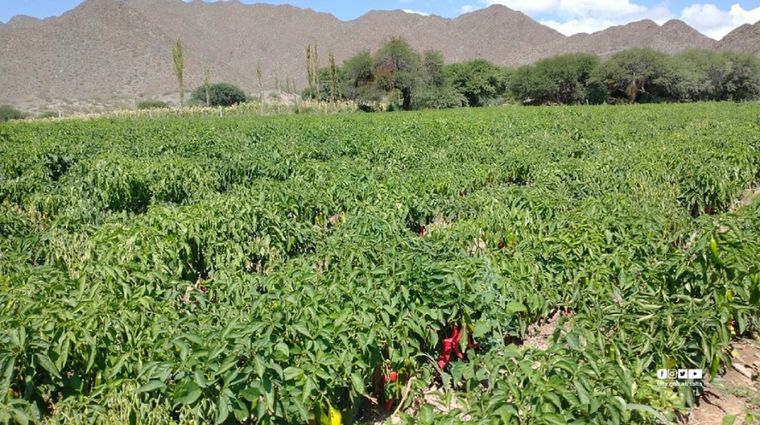 El proyecto busca ceder el gobierno salteño 42 hectáreas del predio del INTA. Foto: Facebook INTA