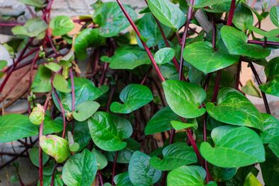 MDZol | espinaca malabar.jpg