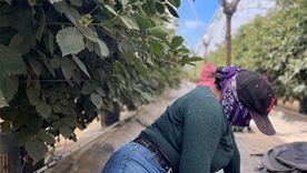 Dos trabajadoras agrícolas migrantes se esconden entre hileras de moreras en Oxnard, California. Dos trabajadoras agrícolas migrantes se esconden entre hileras de moreras en Oxnard, California.