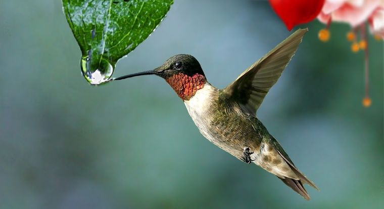 os colibríes son de los animales más atrayentes de la naturaleza cotidiana. Foto: Pixabay - pixabay.com