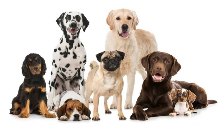 Estas son las razas de perros que tienen más años de vida Foto: Archivo