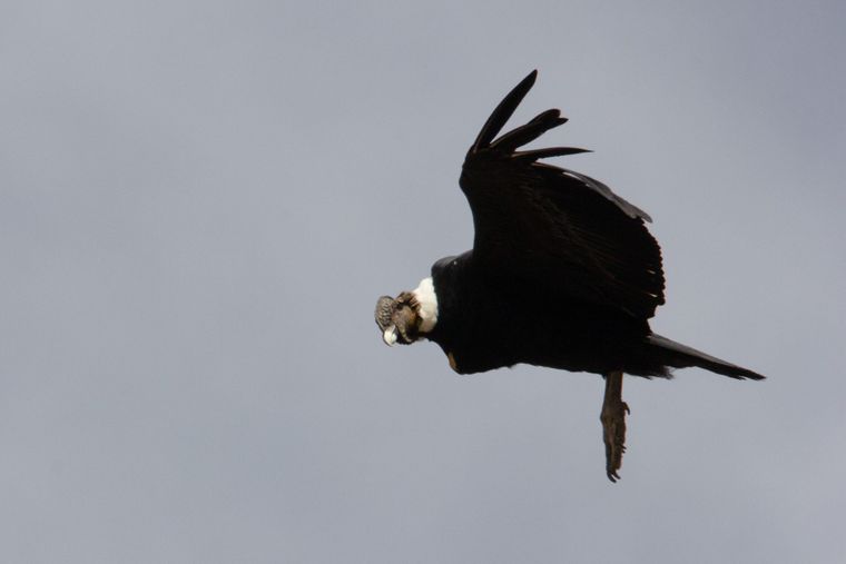 El hallazgo del nido de c&oacute;ndor en Mendoza refuerza la importancia del Parque Provincial Tupungato como refugio natural para especies amenazadas.