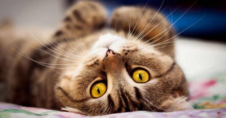 Gatos mascotas Los gatos, llenos de misterio. Foto: Archivo