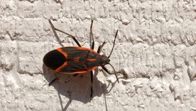 El nuevo material sobre la Chinche del Arce reúne pautas de prevención, monitoreo y control para municipios, técnicos y vecinos. El nuevo material sobre la Chinche del Arce reúne pautas de prevención, monitoreo y control para municipios, técnicos y vecinos.