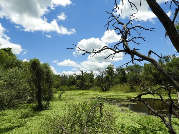 La Reserva Natural está ubicada en el departamento Bermejo, al sudoeste de la provincia de Formosa Foto: Parques Nacionales