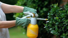 Este abono casero es mágico para las plantas del jardín Foto: Fuente: Shutterstock Este abono casero es mágico para las plantas del jardín Foto: Fuente: Shutterstock