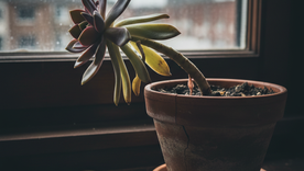 Los mejores trucos de jardinería. Fuente. IA Gemini. Los mejores trucos de jardinería. Fuente. IA Gemini.