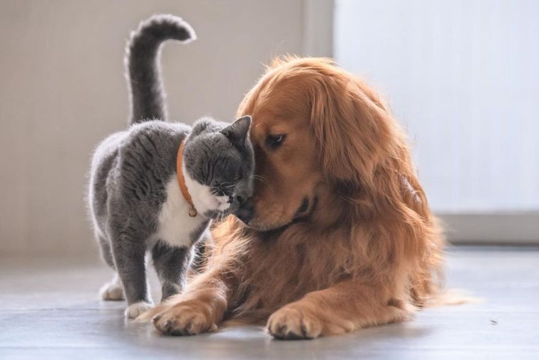 Cuál es la mascota ideal. Foto: Archivo MDZ