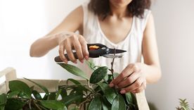 La salud mental mejora con las tareas de jardinería. Fuente: Freepik.