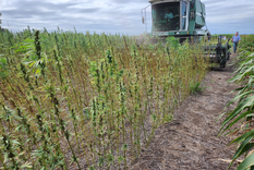 Los ensayos son realizados por la empresa nacional Industrial Hemp Solutions (IHS), en el marco de las posibilidades que brinda el nuevo marco regulatorio en materia de Cannabis medicinal y Cáñamo Industrial. Foto: SENASA