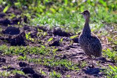 La perdiz o tinamú de Ceja Blanca. Foto: avesdelafloresta