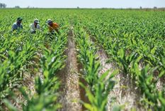 El beneficio de esto es para algunos productores que tengan la necesidad de liquidar ese maíz. Foto: MDZ